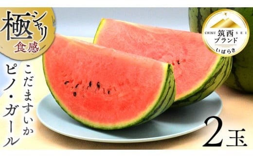 【 JA北つくば 】 極シャリ食感 ！ こだますいか 「 ピノ・ガール 」 2玉 2026年産 小玉すいか 小玉 すいか スイカ 果物 フルーツ ピノガール 西瓜 くだもの デザート 茨城 [AE018ci]
