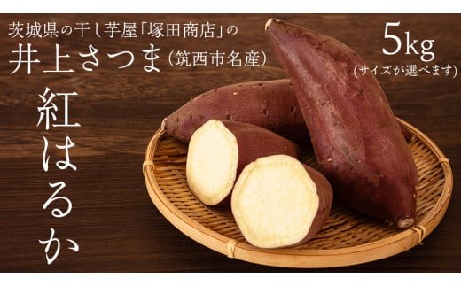 【 塚田商店 】 井上さつま 「 紅はるか 」 5kg ( 選べる サイズ ) Ｓサイズ Ｍサイズ Lサイズ 2Lサイズ 新物 ブランド芋 茨城県産 筑西市産 さつまいも サツマイモ いも 芋 イモ マツコの知らない世界 スーパーツカダ [BD035ci]