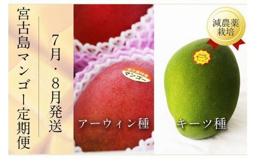 《先行予約》宮古島産 マンゴーセット｜アーウィン＆キーツ｜フルーツ定期便 全2回＜琉球マルシェ＞ 811391 - 沖縄県宮古島市