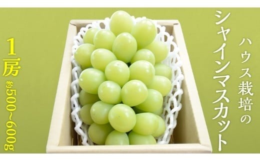 ハウス栽培 の シャインマスカット 1房 ( 約500g〜600g ) 令和8年産 先行予約 化学肥料不使用 ぶどう ブドウ 葡萄 フルーツ [EK001ci]