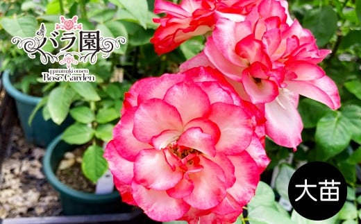 花巻温泉バラ園 オリジナル品種「ホリデー花巻」 <2026年3月より順次発送> 【2282】
