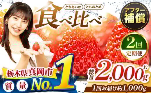 【定期便2回】いちご とちおとめ・とちあいか 1000g 食べ比べ セット | 苺 イチゴ おいしい 甘い 人気 いちご日本一のまち 栃木県 真岡市 農林水産大臣賞最多受賞 ストロベリー 苺 人気品種 送料無料