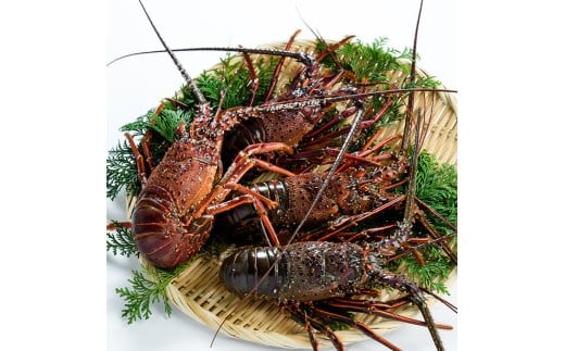 <期間限定>大分県産 伊勢海老 (計1kg・約2~5尾) エビ えび 海老 刺身 魚介 海鮮 【opba010】【海べ】