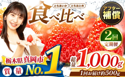 【定期便2回】いちご とちおとめ・とちあいか 500g 食べ比べ セット | 苺 イチゴ おいしい 甘い 人気 いちご日本一のまち 栃木県 真岡市 農林水産大臣賞最多受賞 ストロベリー 苺 人気品種 送料無料