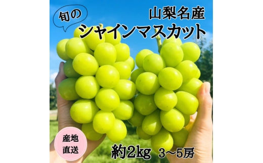 ◆2026年発送◆産地直送 山梨名産!旬のシャインマスカット 3~5房(約2kg)【1640708】