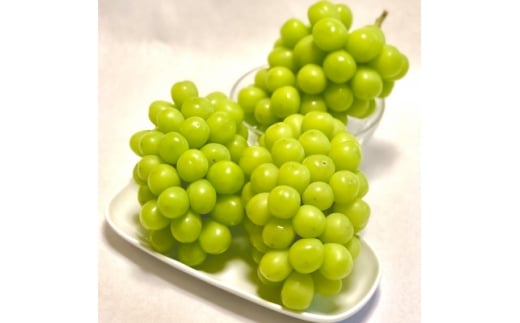 2026年先行受付<見た目は訳あり?味は満足!>農福連携シャインマスカット計1kg<ご家庭用>【1679907】