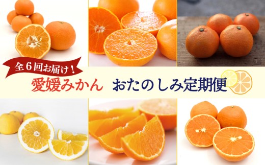 【紅まどんな 入り！】愛媛みかんおたのしみ定期便 【全6回】 | 紅マドンナ 温州みかん 石地みかん せとか いよかん 完熟島いよかん カラマンダリン 河内晩柑 まどんな 柑橘 みかん 蜜柑 mikan 檸檬 オレンジ おれんじ かんきつ  愛媛県 松山市 ココオ Koko'o 