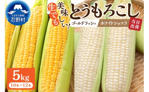 【2026年先行予約】富士北麓忍野村の気候、水、自然で作られた朝採りトウモロコシ《ゴールドラッシュ・ホワイトショコラ》詰め合わせセット10本~12本(5kg)