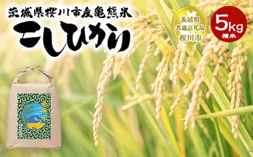 コシヒカリ 精米5kg 亀熊米 令和7年産 【茨城県共通返礼品 桜川市産】 | 茨城県産 白米 米 コメ ※離島への配送不可
