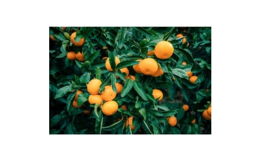 <訳あり>西宇和みかん小玉5kg(小玉3S~Sサイズ込み)<C21-46>【1676895】