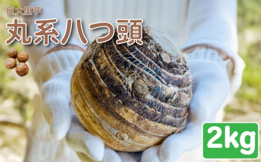 里芋 丸系八つ頭 2kg 2~3個 数量限定 期間限定 野菜 芋 さといも 八つ頭 埼玉県 限定 羽生市産