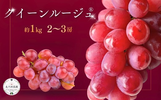  種なしぶどう クイーンルージュ® 約1kg 