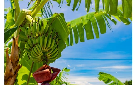【2026年6～10月発送】（訳あり）大満足！石垣島産バナナ3房 KP-022 2350762 - 沖縄県石垣市