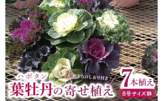 行方市の花農家「すみれ花園」セレクト 葉牡丹の寄せ植え｜花 お花 季節の花 葉牡丹 寄せ植え ギフト 贈り物 プレゼント 茨城県 行方市(EH-29) 2351608 - 茨城県行方市