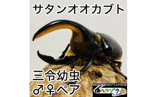サタンオオカブト 幼虫 ペア