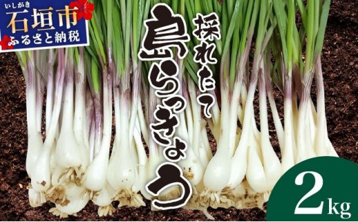 ≪2026年2月下旬～5月下旬発送≫採れたて島らっきょう 2kg 【 沖縄県 石垣市 野菜 らっきょう 島らっきょう おつまみ 採れたて 料理 漬物 天ぷら おかぴ農園 産地直送 】OK-03