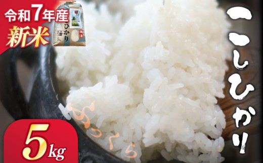 新米 令和7年産 白米 精米 5kg コシヒカリ つげゆたか こしひかり つやつや ふっくら おいしい うま味 甘 甘い 産地直送 農家直送 お米 こめ ブランド 高級 米 お弁当 弁当 ご飯 おにぎり ごはん 白米 贈り物 贈答 都祁地産地消推進会 奈良県 奈良市 2360510 - 奈良県奈良市