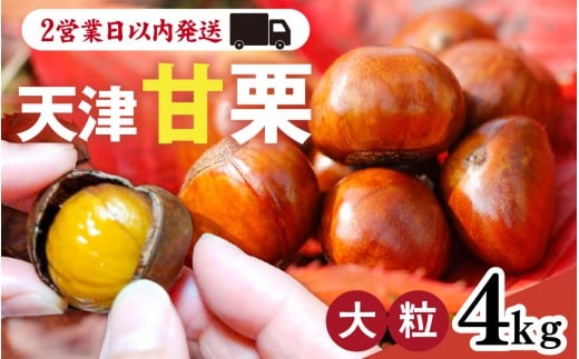 天津甘栗 4kg  ／ 焼きたて 栗 くり マロン 秋 おやつ 栗爪 殻付き お菓子 おつまみ 人気 高リピート 小分け 栗ご飯 栗きんとん 甘露煮 こだわり 手軽 おためし お試し