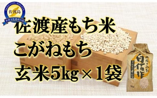 【令和7年産】佐渡産もち米 こがねもち 玄米5kg×1袋 2351112 - 新潟県佐渡市