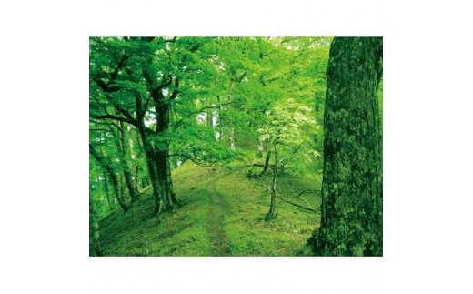 森の精油セットC