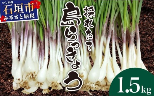 ≪2026年2月下旬～5月下旬発送≫採れたて島らっきょう 1.5kg 【 沖縄県 石垣市 野菜 らっきょう 島らっきょう おつまみ 採れたて 料理 漬物 天ぷら おかぴ農園 産地直送 】OK-02