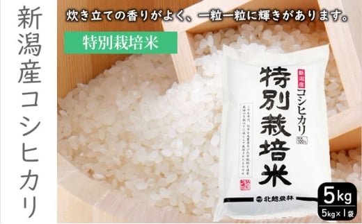 特別栽培米新潟産コシヒカリ5kg 米 お米 こめ コメ ごはん 新潟 白米 コシヒカリ ブランド米 銘柄米 お取り寄せ 産地直送
