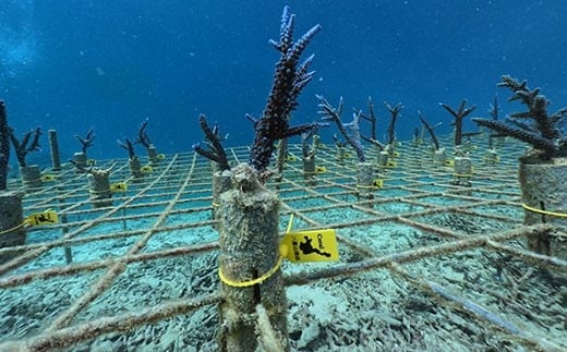 さんごの楽園プロジェクト(さんごの苗植え付け100本) SY-4 