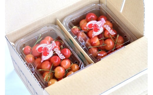 さくらんぼ(佐藤錦か紅秀峰)180g×4パック ご家庭用 0052-2603