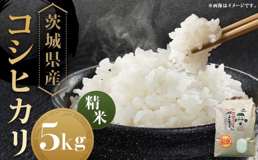 【令和7年産】茨城県産コシヒカリ 精米 5kg お米 米 コメ こめ おこめ 白米 ごはん ご飯 コシヒカリ こしひかり 茨城県 守谷市