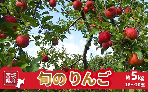 【数量限定】旬のりんご 約5kg (18~20玉)