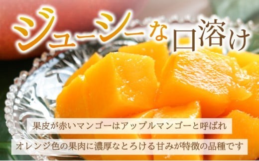 沖縄県石垣市のふるさと納税 【2026年6月末から順次発送】2L～3L マンゴー2～3玉（約1kg） 【 産地直送 旬 フルーツ 新鮮 完熟 マンゴー 石垣 沖縄 】KP-24