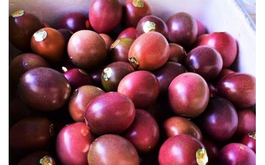 鹿児島県屋久島町のふるさと納税 【2026年発送先行受付】絶品パッションフルーツM玉(20玉)“屋久島の恵み”と“愛情”込めて！【パッションフルーツ パッション フルーツ 果物 くだもの お取り寄せ 期間限定 数量限定 人気 おすすめ 鹿児島県 屋久島町 NP19】