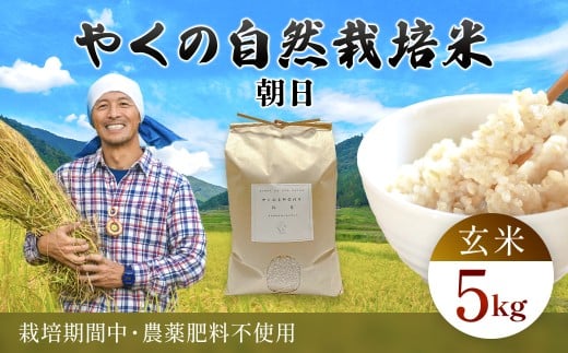 令和7年産 やくの自然栽培米 朝日 5kg 玄米 / 自然栽培米 自然栽培 こめ コメ 米 玄米 朝日 あさひ アサヒ お米 ごはん やくの 夜久野 京都府 福知山市 FCEV013
