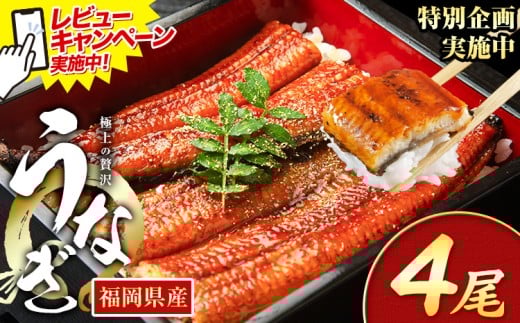 レビューキャンペーン実施中！ うなぎ 鰻 ご家庭用  4尾 (サイズ不選別：1尾当たり140g-180g) 福岡県産 鰻の蒲焼き 数量限定 株式会社HOMIE《11月上旬-11月末頃出荷》福岡県 鞍手郡 鞍手町 鰻 蒲焼き 数量限定 国産 蒲焼 うなぎ蒲焼 2292417 - 福岡県鞍手町