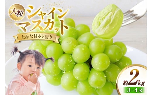 【期間限定発送】 シャインマスカット 約2kg 3〜4房 [冨樫商店 山形県 高畠町 tk06ayt290002] ぶどう ブドウ 葡萄 マスカット 大粒 種なし 果物 くだもの フルーツ 1468101 - 山形県高畠町