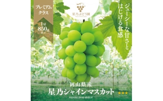 ＜三つ星ブランド＞星乃シャインマスカット プレミアムクラス(岡山県産) 1房×850g以上_ ぶどう 葡萄 ブドウ 果物 フルーツ くだもの 岡山県 津山市 人気 おすすめ 送料無料 贈答 ギフト 【1418920】