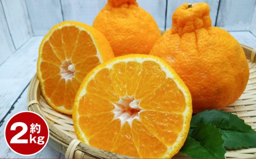 デコポン 約2kg 【2026年1月下旬~2月下旬迄順次発送予定】 みかん ミカン 蜜柑 くだもの 果物 柑橘 フルーツ 熊本県産