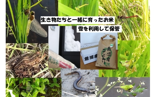 [№5762-1296]【魚沼ブランド】精米10kg【農薬化学肥料栽培期間中不使用・生態系保全・再生可能エネルギー・エコファーマー・生産工程管理】魚沼産コシヒカリ