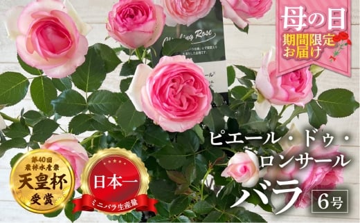 【母の日】バラ 花鉢 6号 ピエール・ドゥロンサール 産地直送 [5月7日～10日 お届け] 四季咲き 花 ガーデニング 生産量 日本一 天皇杯 ※沖縄 離島配送不可 薔薇 セントラルローズ [mt1900] 25000円