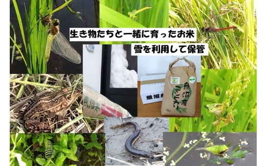 [№5762-1297]【魚沼ブランド】玄米5kg【有機栽培・生態系保全・再生可能エネルギー・エコファーマー・生産工程管理】魚沼産コシヒカリ