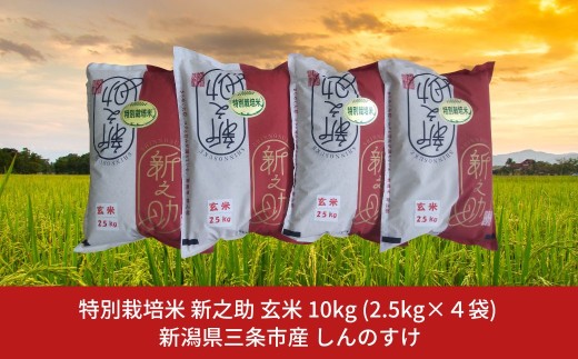 特別栽培米 新之助 10kg 新潟県三条市産 玄米 しんのすけ 令和７年産 [佐藤農産有機センター]【024S057】