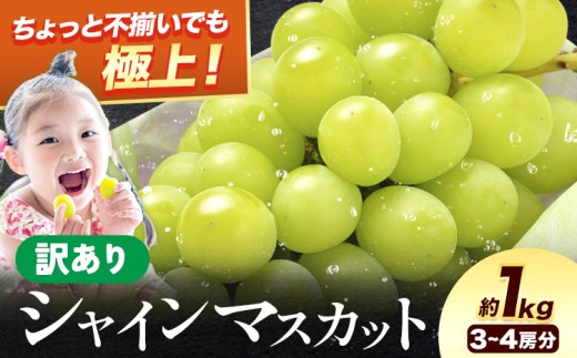シャイン 訳あり シャインマスカット 約1kg 《2026年8月上旬-8月下旬頃出荷》訳あり シャインマスカット マスカット ぶどう フルーツ 果物 大阪府 羽曳野市 シャイン 食べやすい
