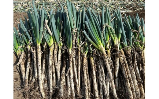 伊那市田原産 土付きネギ 約3kg|ネギ 野菜 収穫 土付き 鮮度 美味しい 料理 お得 伊那 伊那産 長野県 ふるさと納税【007-11】