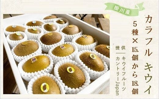 掛川産 カラフルキウイ 5種・15個～18個セット:キウイフルーツカントリーJapan　5887【1652650】 2228926 - 静岡県掛川市