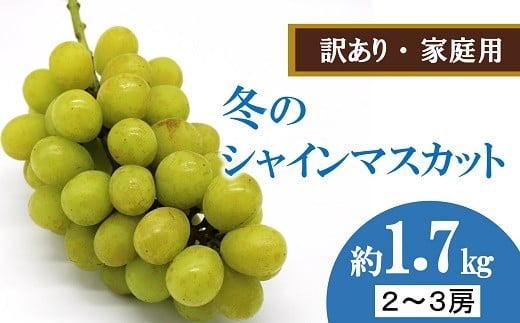 【令和7年産先行予約】 〈訳あり品 家庭用〉 冬のシャインマスカット 約1.7kg (2～3房 秀) 《令和7年12月中旬～12月25日発送》 『沼沢農園』 ぶどう 葡萄 ブドウ 果物 フルーツ デザート 山形県 南陽市 [2598]