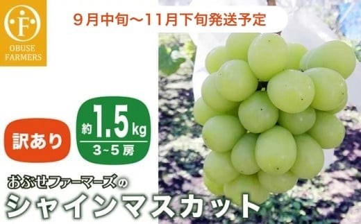 【訳あり】シャインマスカット 約1.5kg  3～5房 ［おぶせファーマーズ］家庭用 果物 フルーツ ぶどう 期間限定 数量限定 規格外 不揃い 傷 令和7年産 【2025年9月中旬～11月下旬発送】［F-42］ 358755 - 長野県小布施町