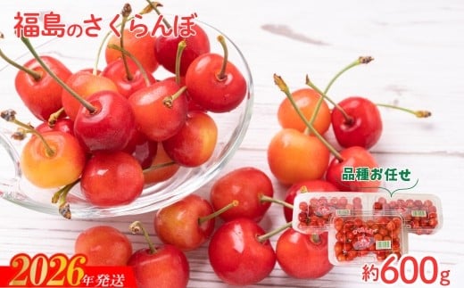 No.2094さくらんぼ 品種お任せ 秀　L玉　約600ｇ（200ｇ×3パック）【2026年発送　先行予約】 296970 - 福島県福島市