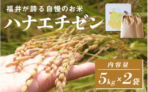 【数量限定！10袋限定販売！！】令和7年産  ハナエチゼン　通常便（1回配送）計10kg（5kg×2袋）[C-10105] / お米 新米 精米 ご飯 華越前 ごはん 米農家 農業男子 鮮度抜群 福井県鯖江市 先行予約 1642990 - 福井県鯖江市