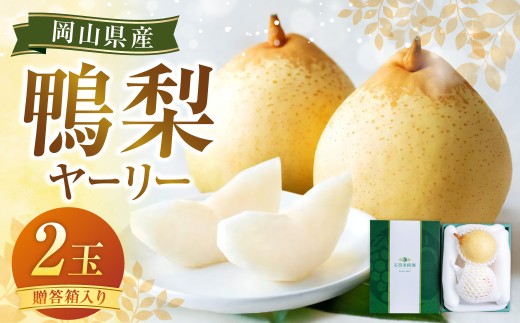 鴨梨（ヤーリー）2玉 贈答箱 梨 ナシ なし 【2025年11月下旬～12月下旬発送予定】