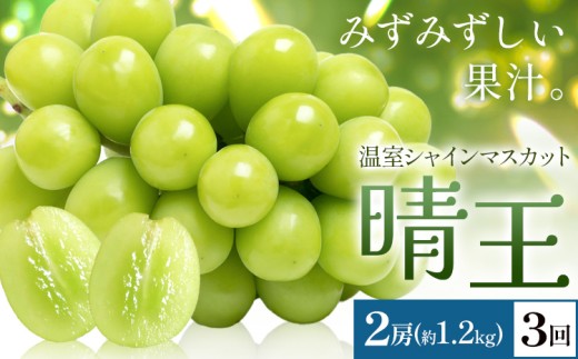 【2026年発送先行予約】シャインマスカット 温室 晴王 2房(合計約1.2kg) 3回お届け シャイン マスカット《2026年7月中旬-9月中旬頃出荷》晴レ乃青果　(岡山中央卸売市場店(富士紙工 有限会社)) 送料無料 岡山県 浅口市 フルーツ 果物 岡山県産【配送不可地域あり】